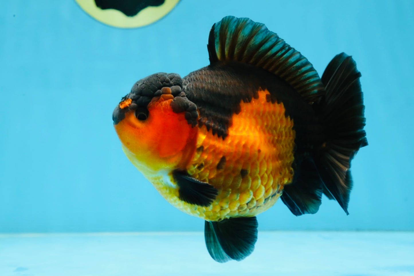 A Grade Apache Yuanbao Male 5 inches #101025YB_26