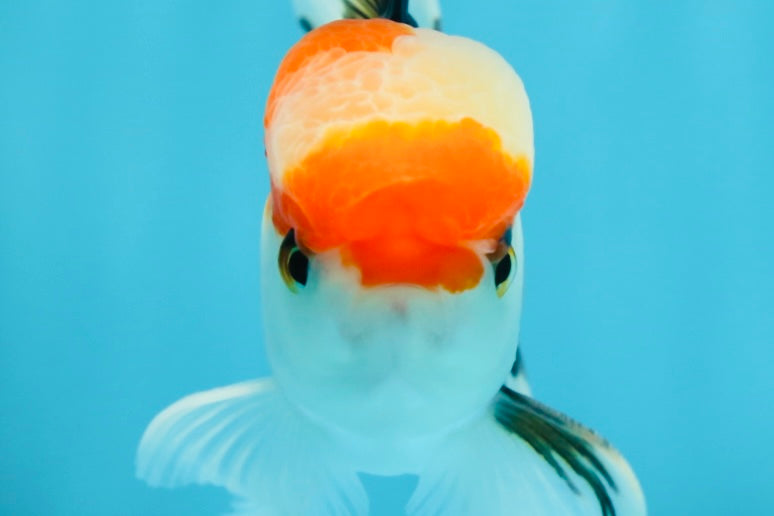 A Grade Tricolor Oranda Male 4.5 inches #050225OR_10