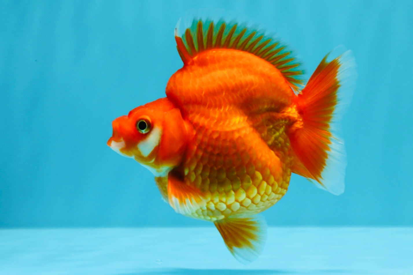 AAA Grade Solid Red Ryukin Female 4 inches #022026RK_10