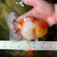 AAA Grade Sakura Oranda Male 5.5 inches #050925OR_54