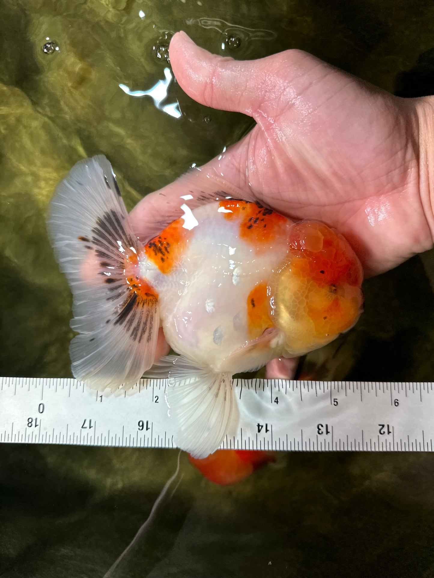 AAA Grade Sakura Oranda Male 5.5 inches #050925OR_54