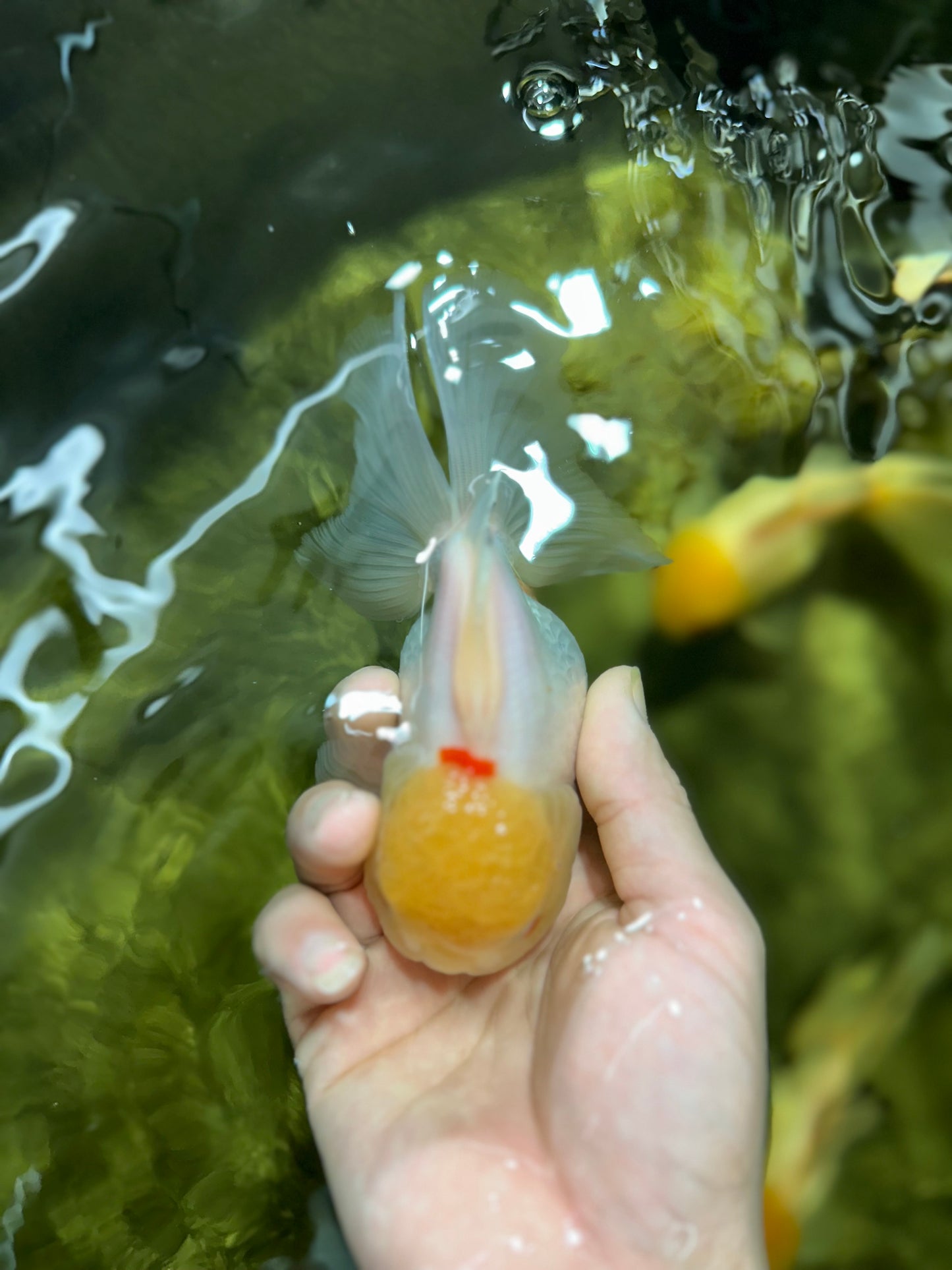 A Grade Snow White Oranda Female 5 inches #042525OR_03