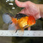 SPECIAL Apache Oranda Female 6 inches #091225OR_17