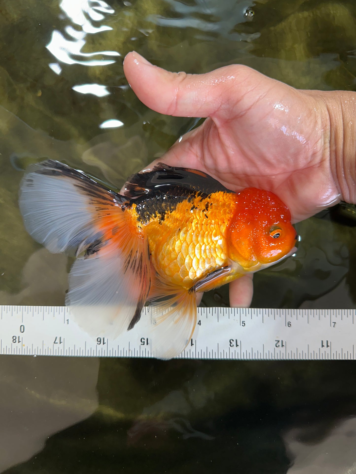 SPECIAL Apache Oranda Female 6 inches #091225OR_17