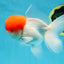 A Grade Red Cap Oranda Male 4.5-5 inches #050925OR_46