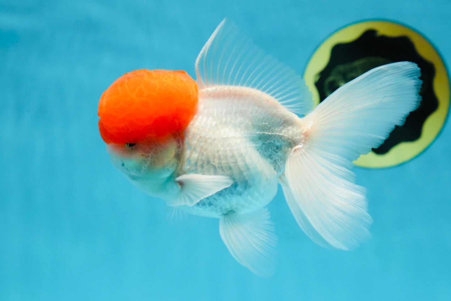 A Grade Red Cap Oranda Male 4.5-5 inches #050925OR_46