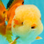 AAA Grade Red White Jade Head Oranda Male 5.5-6 inches #071026OR_29
