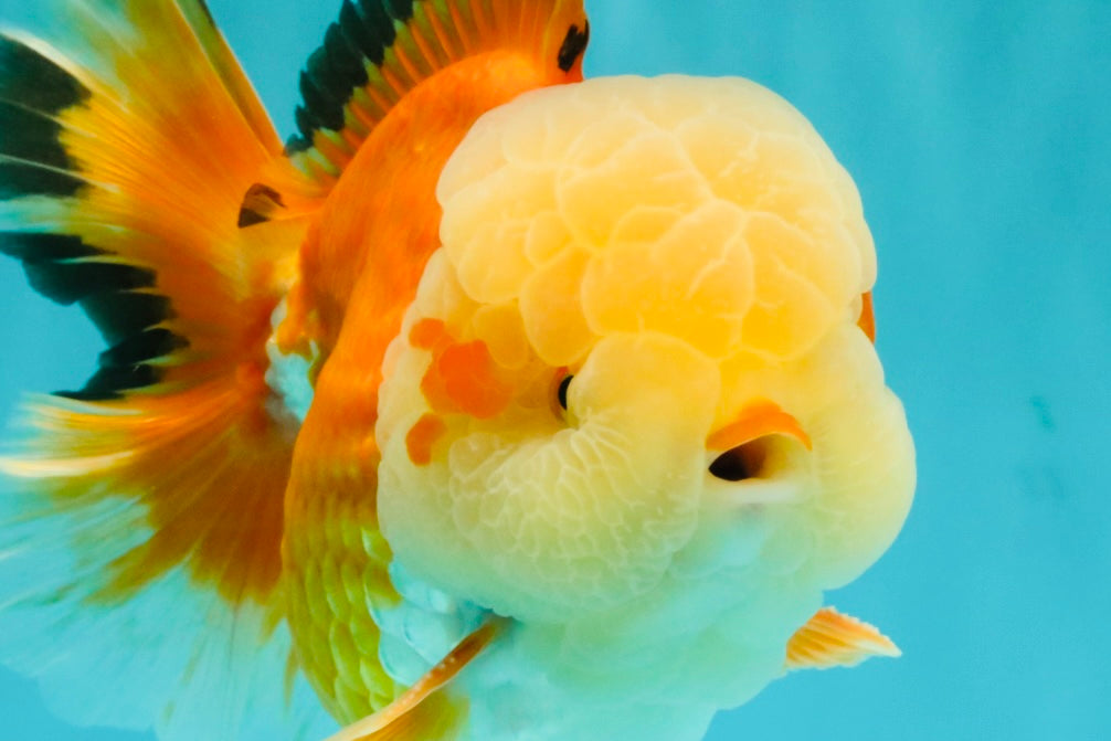 AAA Grade Red White Jade Head Oranda Male 5.5-6 inches #071026OR_29
