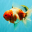 A Grade Sakura Oranda Male 6.5-7 inches #080726OR_15