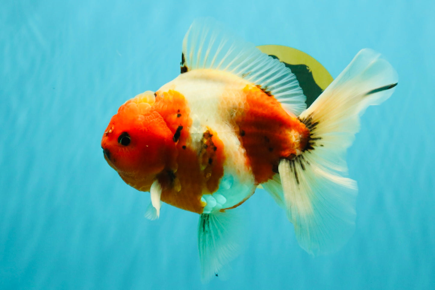 A Grade Sakura Oranda Male 6.5-7 inches #080726OR_15