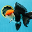 AAA Grade Tricolor Oranda Male 6 inches #052325_12