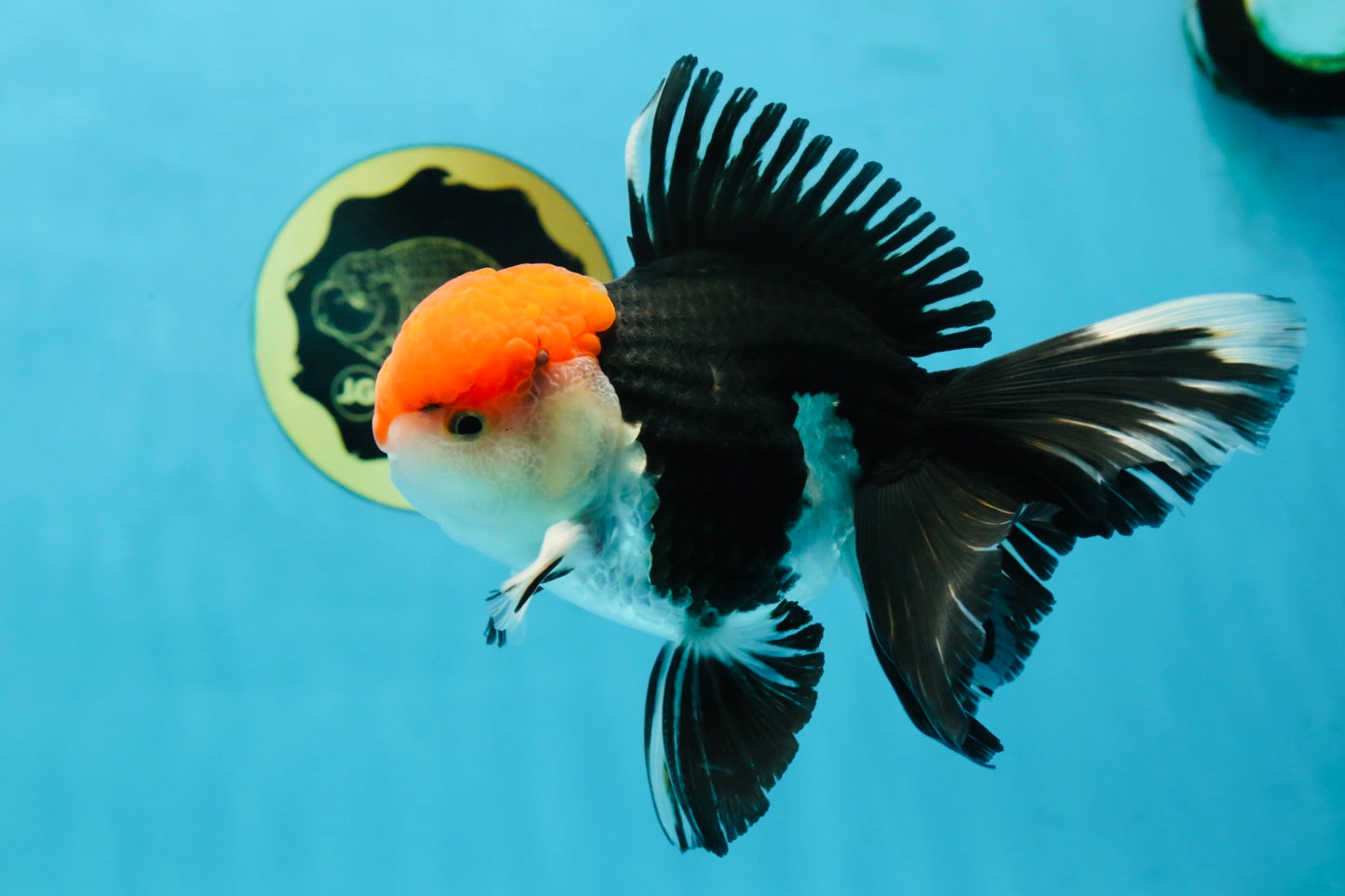AAA Grade Tricolor Oranda Male 6 inches #052325_12