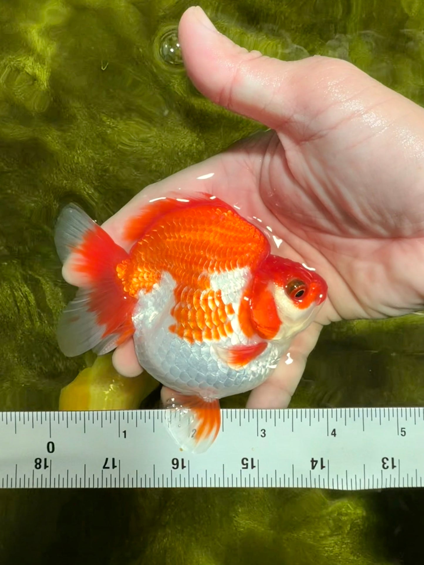 AAA Grade Red White Ryukin Female 4 inches #022026RK_12