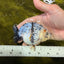 A Grade Tricolor Tiger Ranchu Female 4 inches #061926RC_11