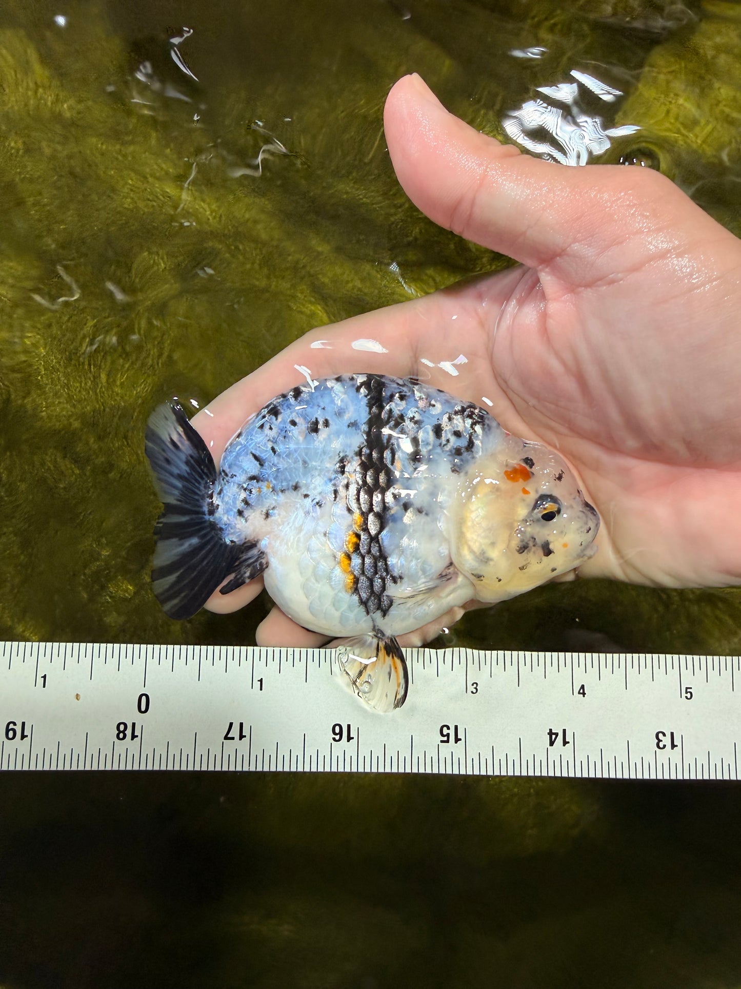 A Grade Tricolor Tiger Ranchu Female 4 inches #061926RC_11