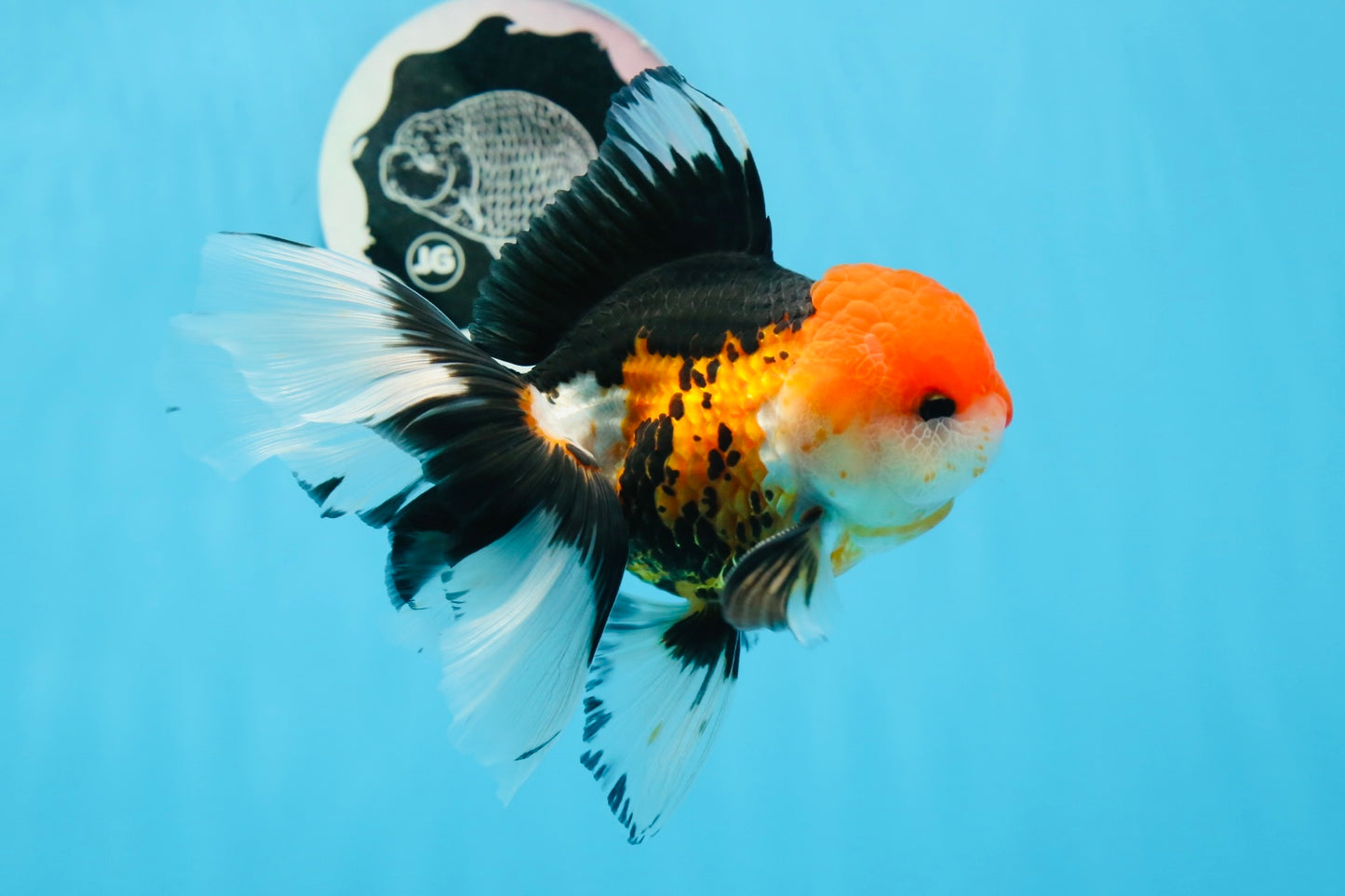 Oranda macho tricolor de grado A de 5 pulgadas n.° 0906OR_29