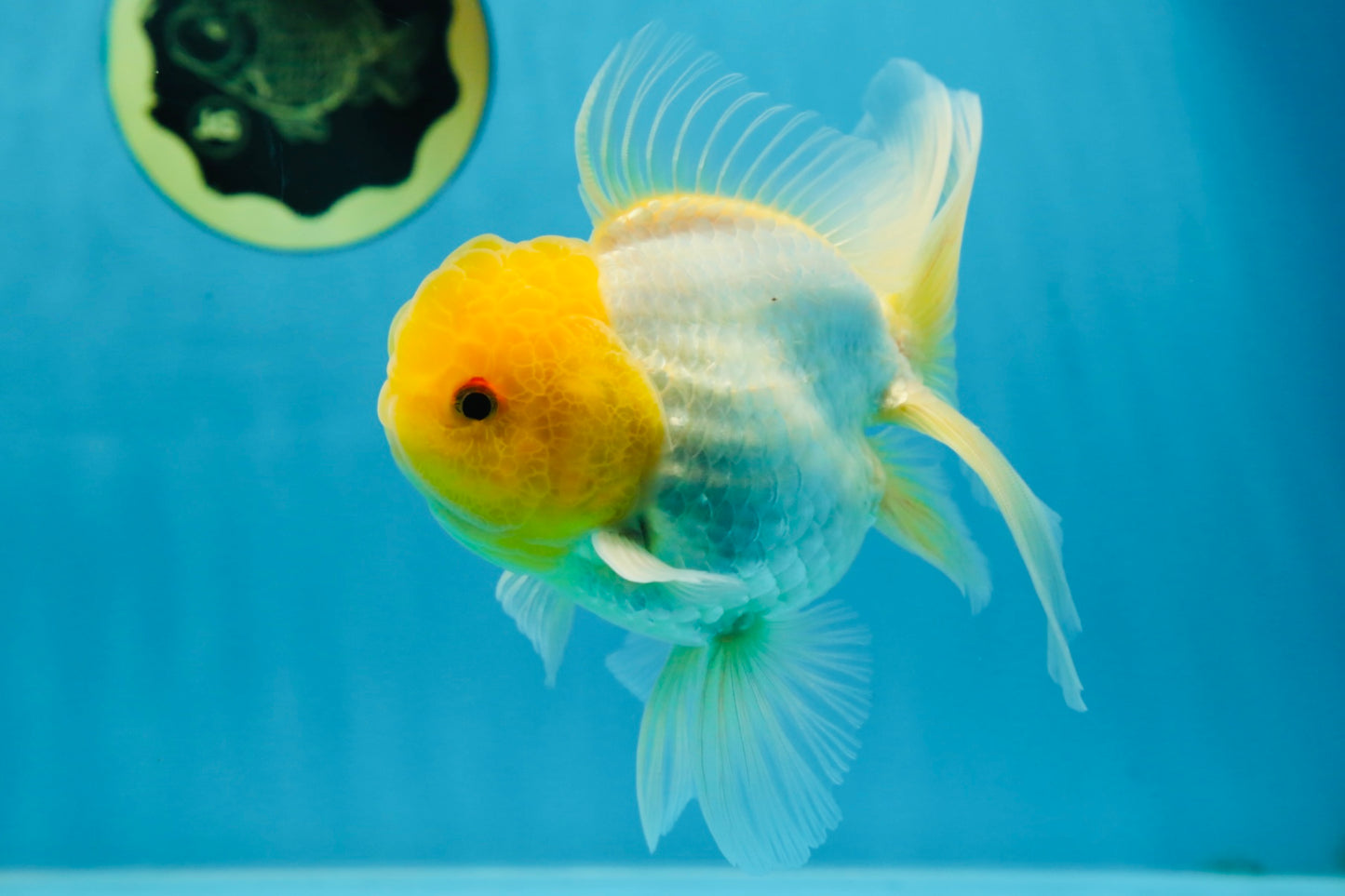 A Grade Lemonhead Oranda Male 5.5 inches #072525OR_10