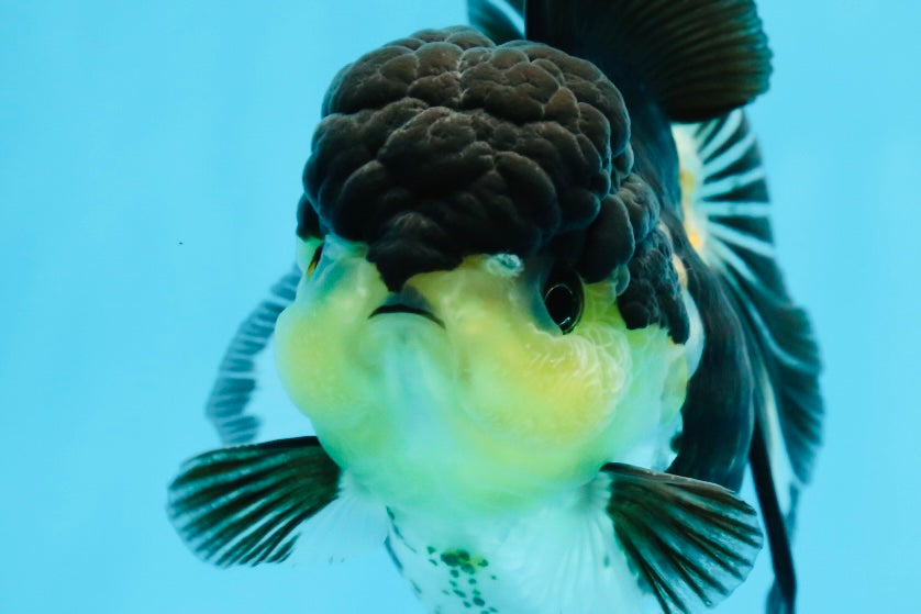 AAA Grade Tricolor Oranda Female 4.5 inches #0920OR_28