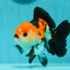 A Grade Tricolor Oranda Male 4.5 inches #110124OR_10