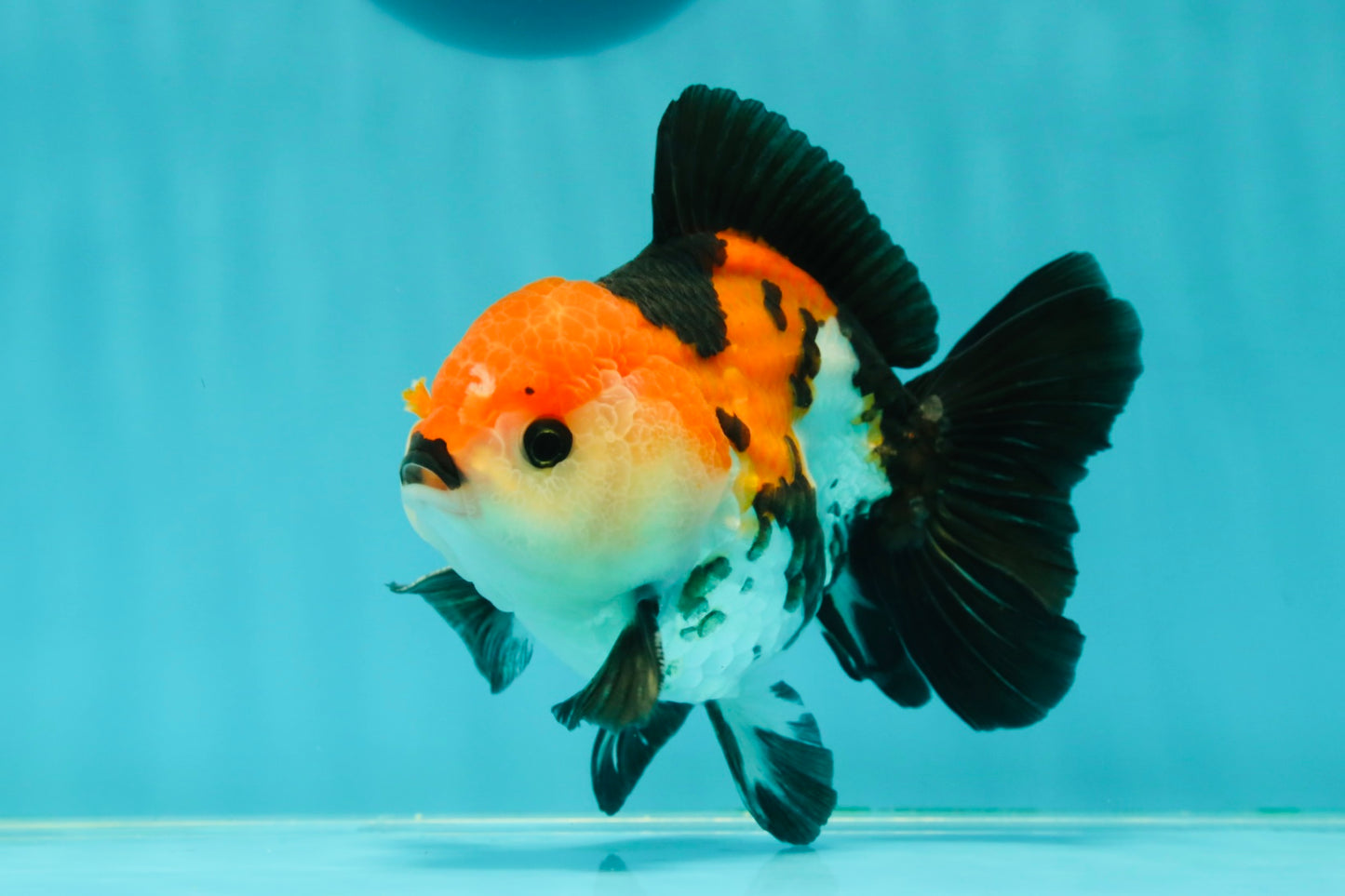 A Grade Tricolor Oranda Male 4.5 inches #110124OR_10