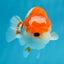 Special Kohaku Ranchu Male 4.5 inches #122724LC_09