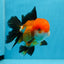 A Grade Tricolor Oranda Male 5 inches #0830OR_19