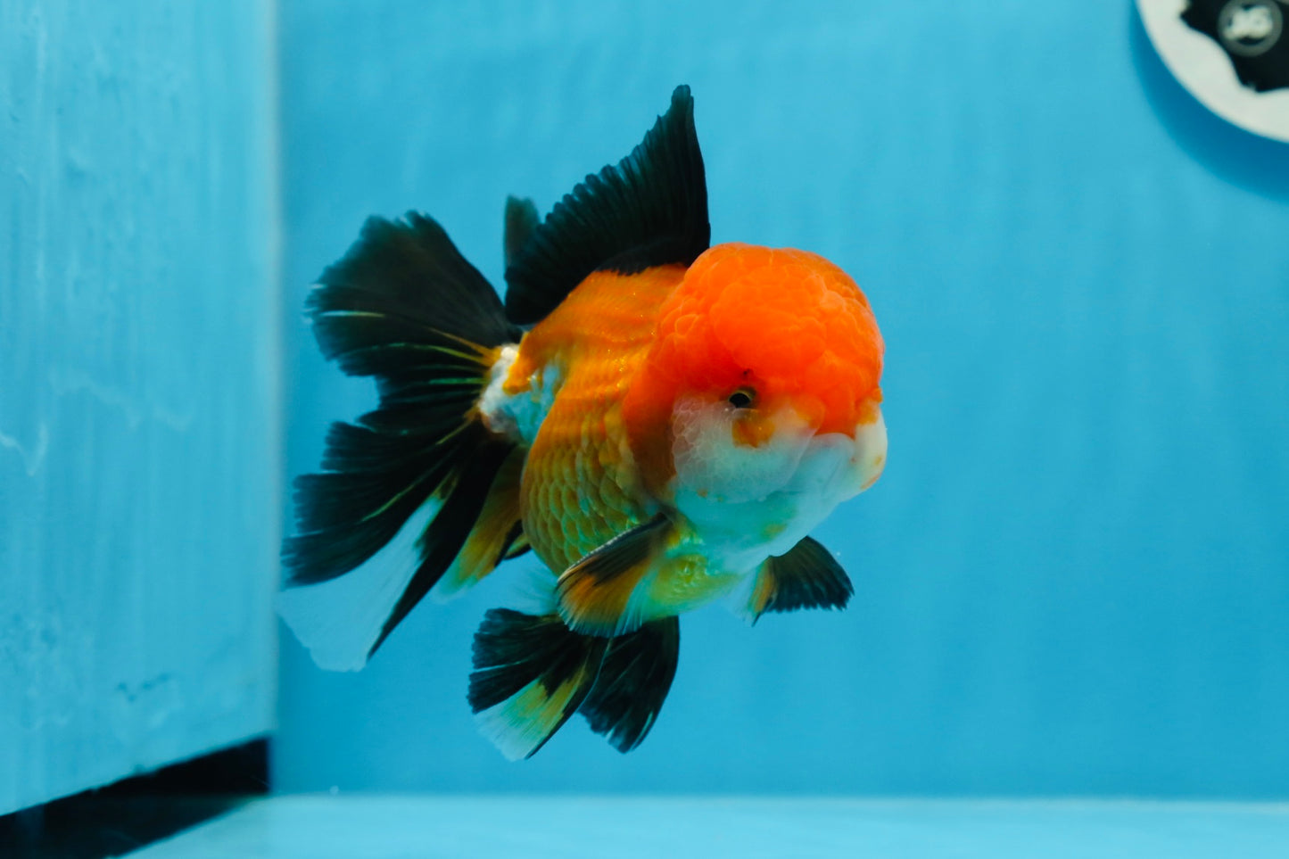 A Grade Tricolor Oranda Male 5 inches #0830OR_19