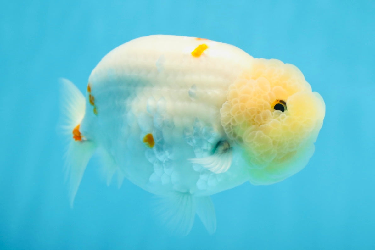 A Grade Red White Sakura Lionking 4.5 inches #080125LC_15