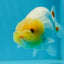 Lemonhead Lionchu Male 3.5-4 inches #0927LC_09