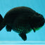 AAA Grade Hugh Back Black Ranchu 5-5.5 inches #050925RC_02