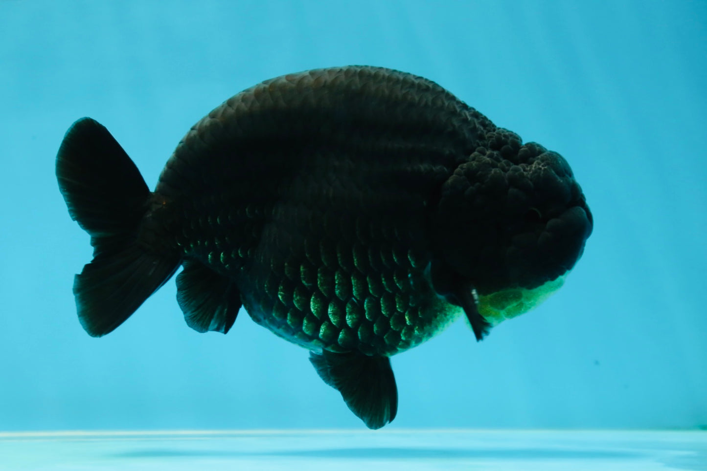 AAA Grade Hugh Back Black Ranchu 5-5.5 inches #050925RC_02