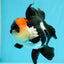 Oranda tricolor Batman de grado A, hembra, 5 pulgadas, n.° 0510OR_13