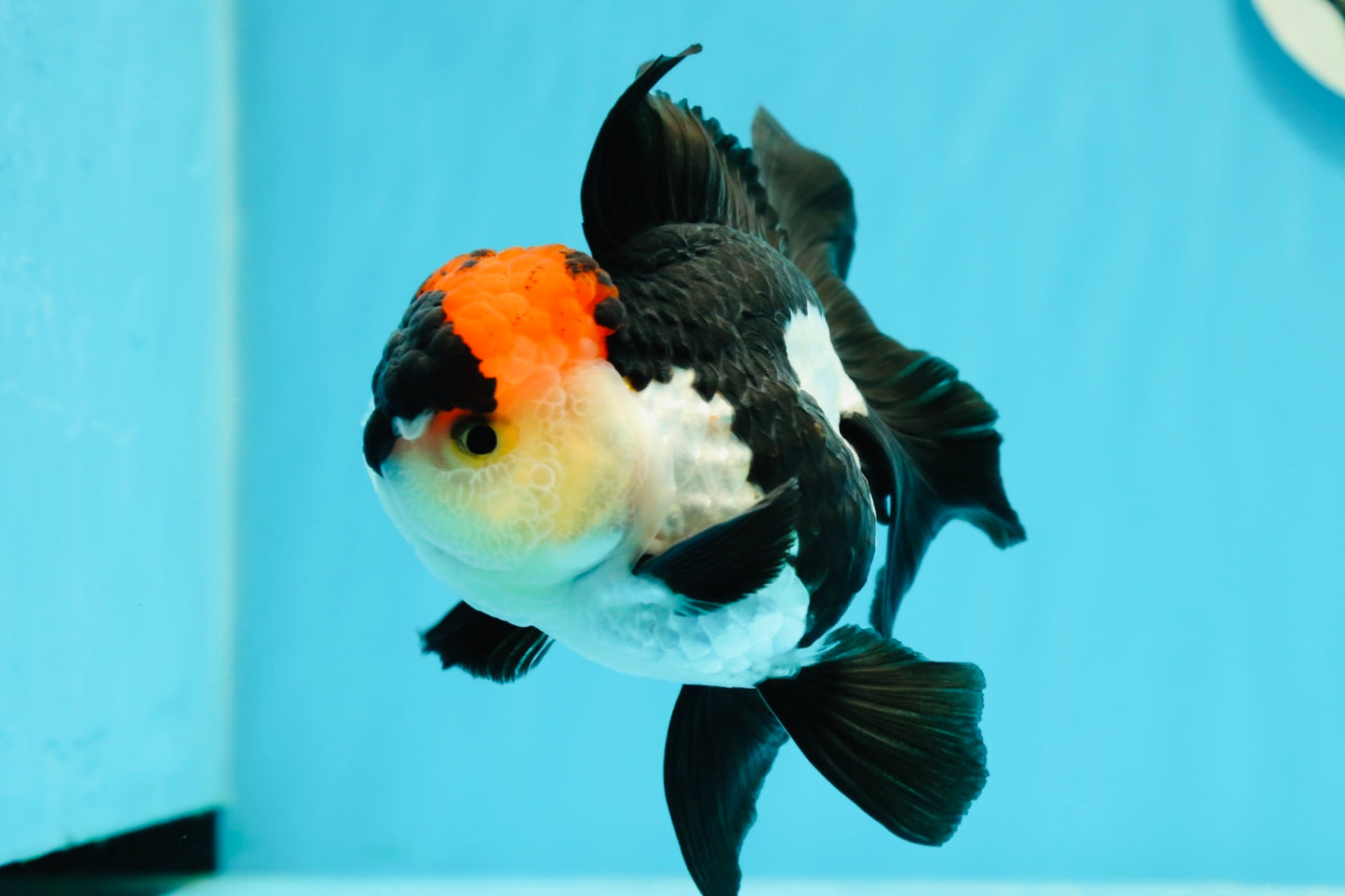 A Grade Batman Tricolor Oranda Female 5  inches #0510OR_13