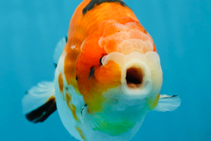 AAA Grade Strong Body Structure Sakura LionKing 5 inches #051625LC_08