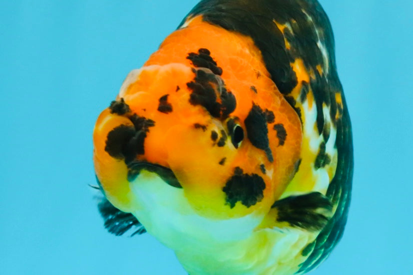 Tiger Chinese Ranchu Female 5.5 inches #022026RC_20