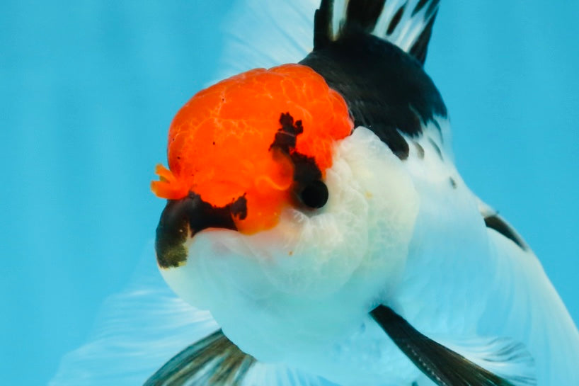 Tricolor Oranda Male 5-5.5 inches #091225OR_26