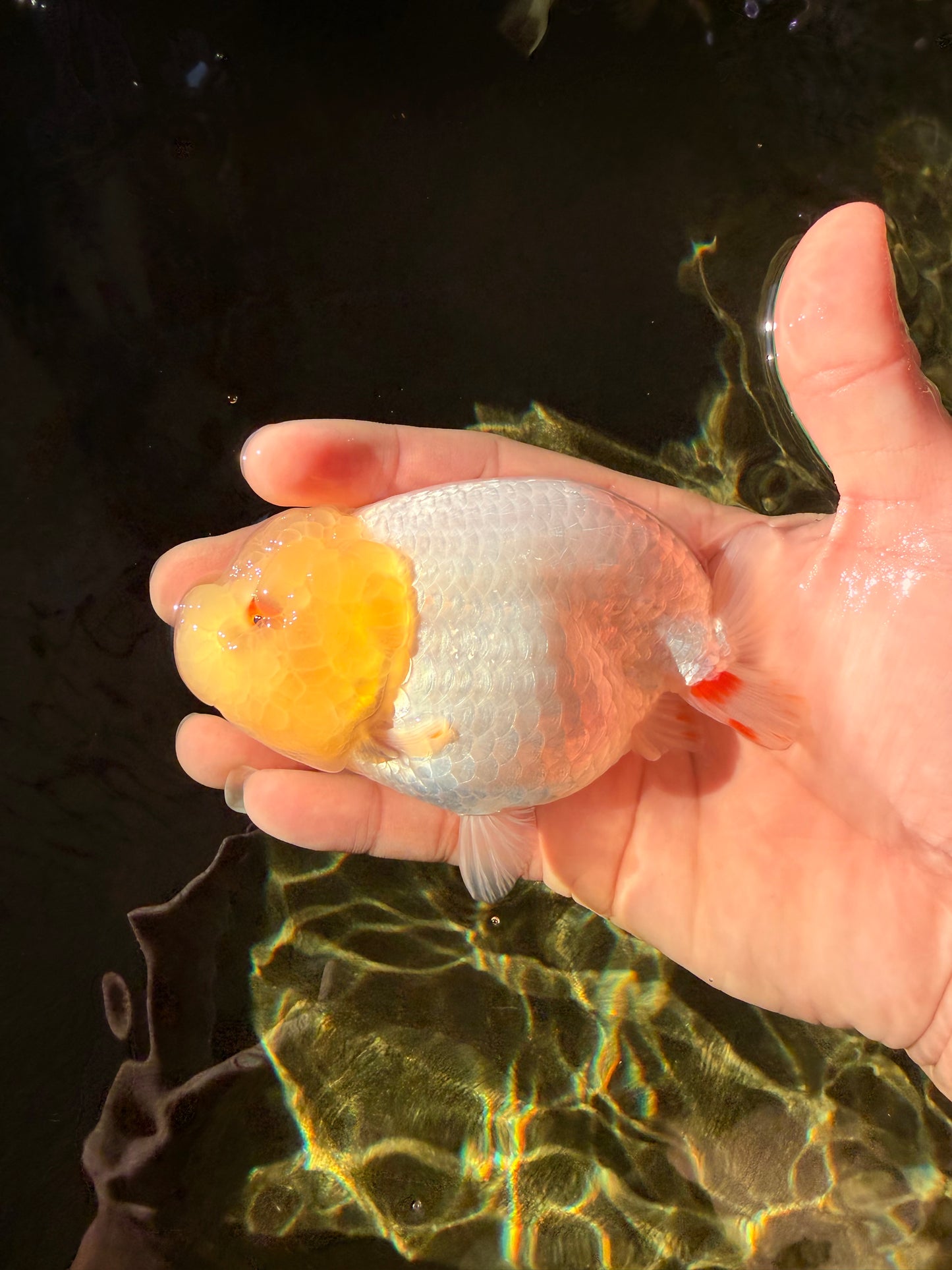 A Grade Dragon Head White LionQueen 4-4.5 inches #022726LC_25