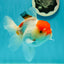 Red White Oranda Female 5 inches #110824OR_05