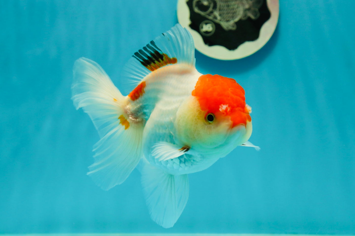 Red White Oranda Female 5 inches #110824OR_05