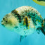 A Grade Tiger Ranchu Female 5-5.5 inches #073126RC_12