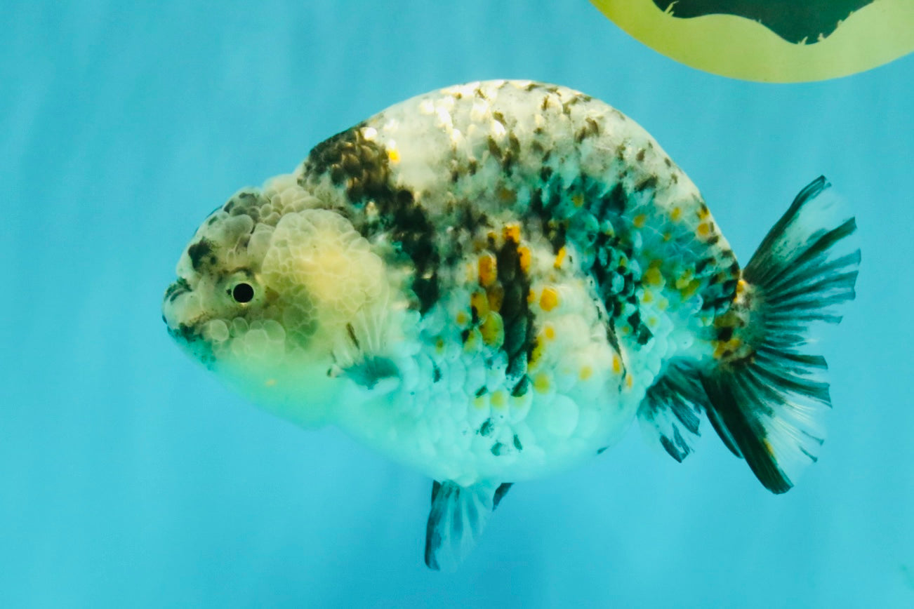 A Grade Tiger Ranchu Female 5-5.5 inches #073126RC_12
