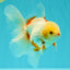 A Grade Lipstick Red White Oranda Male 5.5-6 inches #102326OR_14