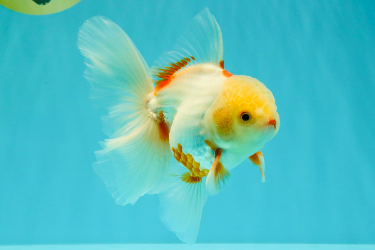 A Grade Lipstick Red White Oranda Male 5.5-6 inches #102326OR_14