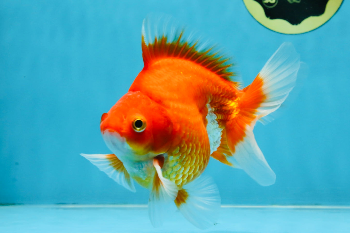 A Grade Red White Ryukin Male 5.5 inches #111425RK_13