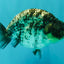 CHUBBY AAA Grade White Tiger Ranchu Male 4.5-5 inches #073126RC_10