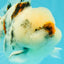 CHONKY A Grade Marble Oranda Male 5 inches #050126OR_07