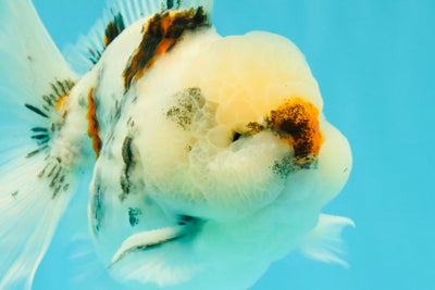 CHONKY A Grade Marble Oranda Male 5 inches #050126OR_07