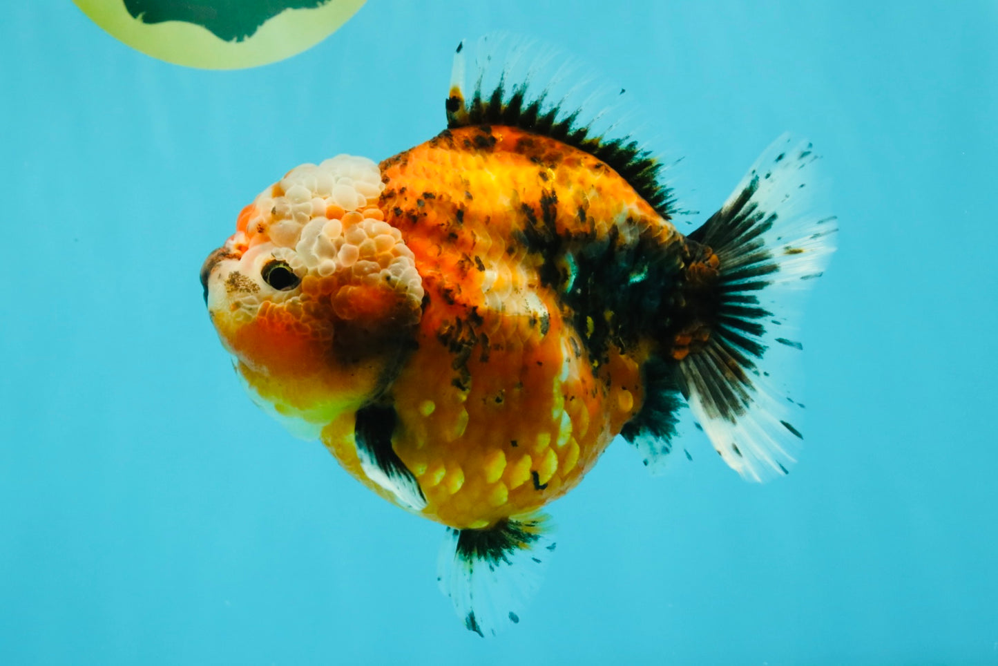 SPECIAL A Grade Sakura Yuanbao Female 5.5-6 inches #032026YB_27