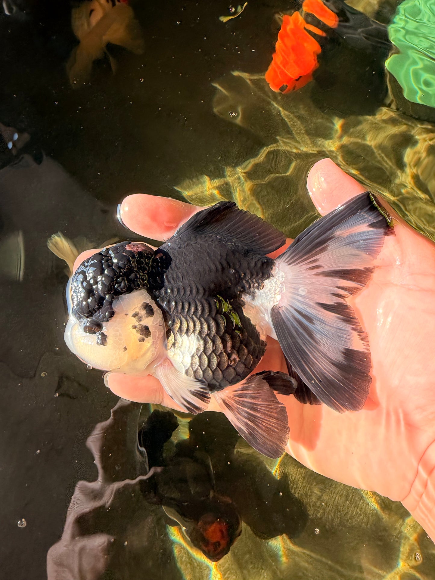 SPECIAL A Grade Panda Oranda Male 5-5.5 inches #030626OR_24