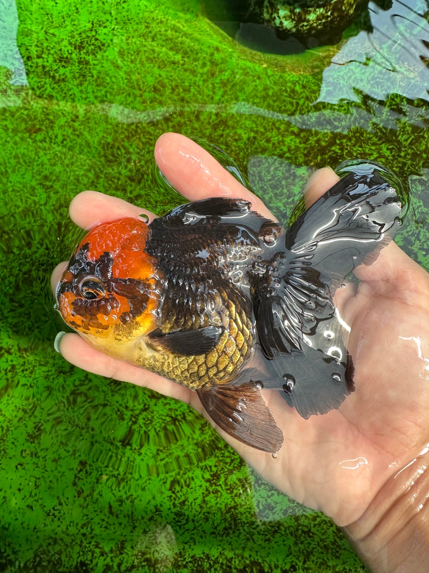 AAA Grade Red Head Apache Oranda Female 5-5.5 inches #1011OR_07